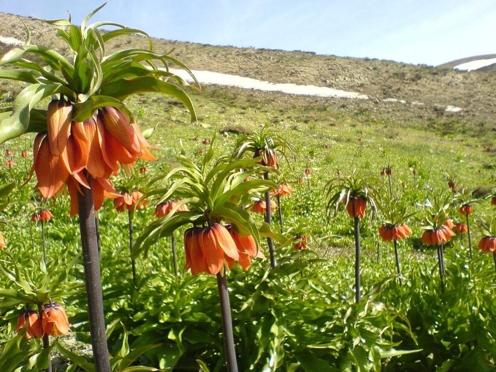 street tulips