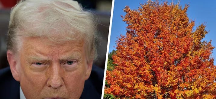 donald trump is now spending his days counting trees in the park