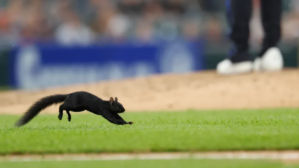 squirrel on the loose in tigers orioles game gets best broadcast call from jason benetti
