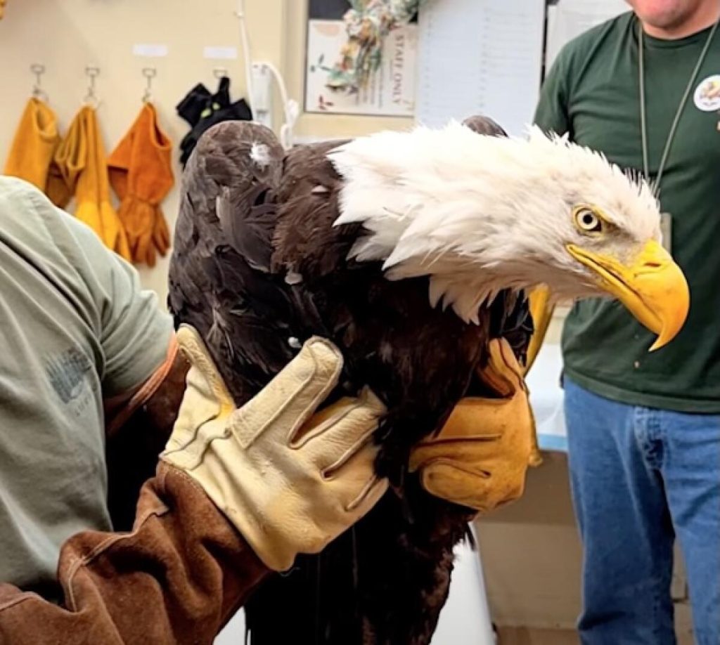 injured bald eagle rescued near big bear is jackie, nonprofit says