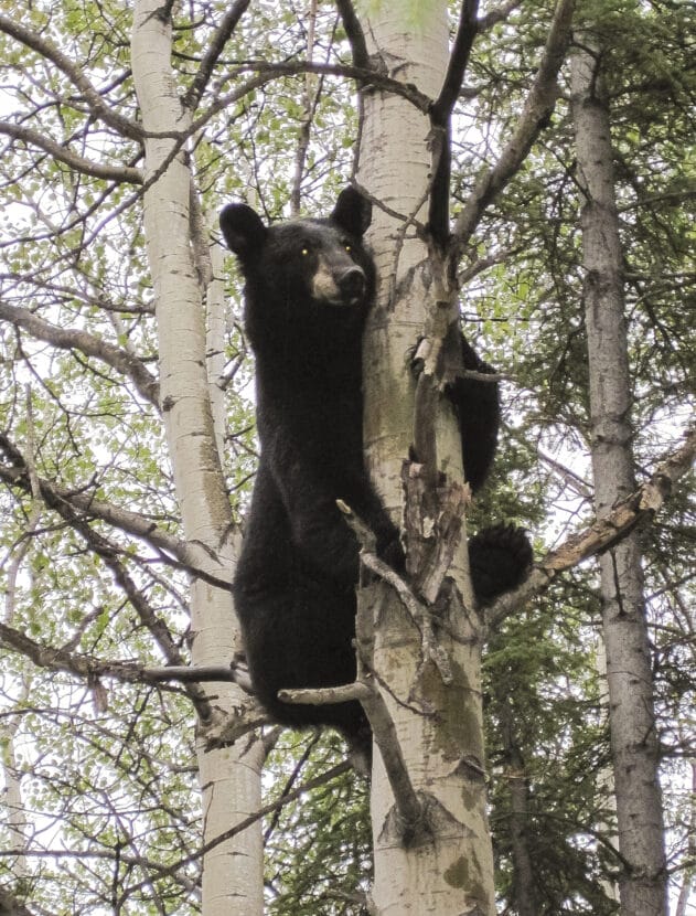 alaska state legislator chases bear away from fellow lawmaker outside state capitol