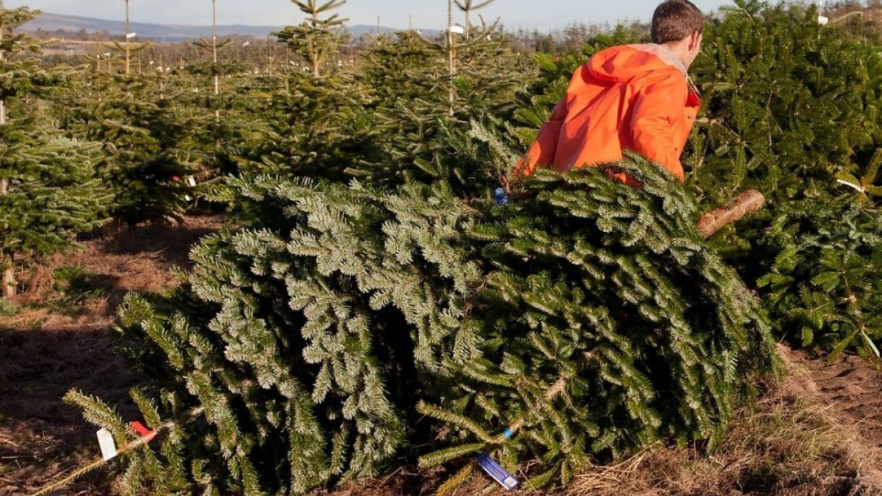 the loudest voices in us china trade talks? christmas tree growers
