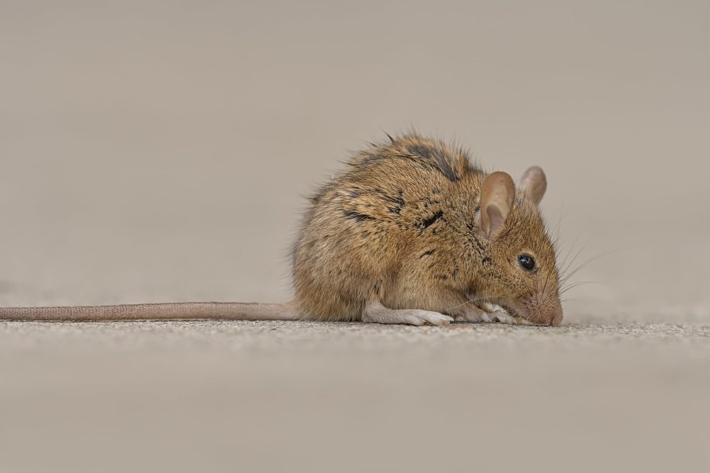 plague confirmed in wild rat after 4 confirmed cases in dogs; is it contagious?