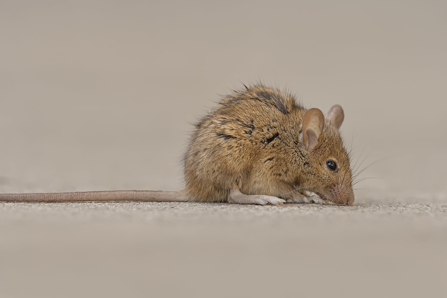 plague confirmed in wild rat after 4 confirmed cases in dogs; is it contagious?