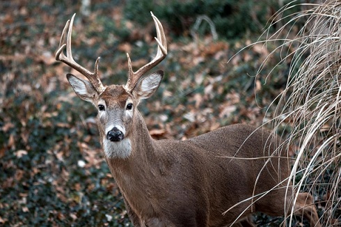 dnr inviting public comment on proposed legislative rule on feeding, baiting restrictions, and more
