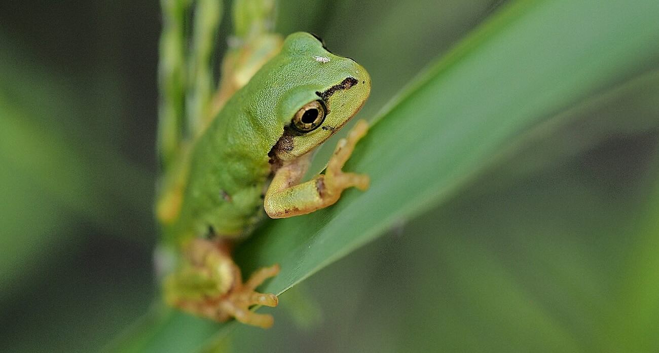 japanese team finds frog bacteria that wipes out cancer tumors with a single dose