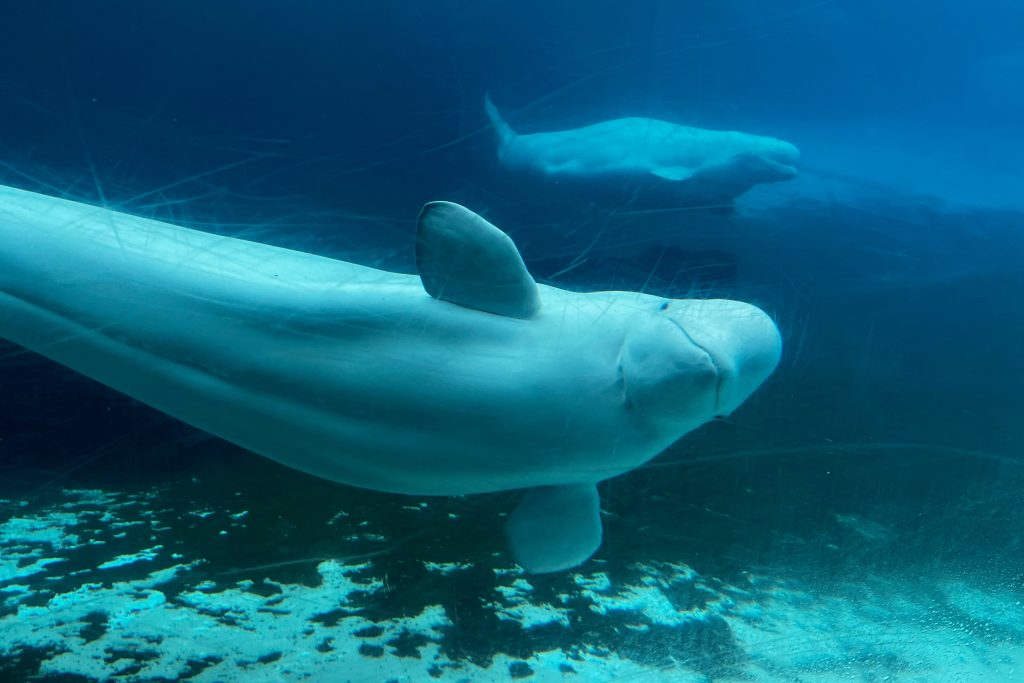 marineland’s whales headed to u.s. after rescue plan approved