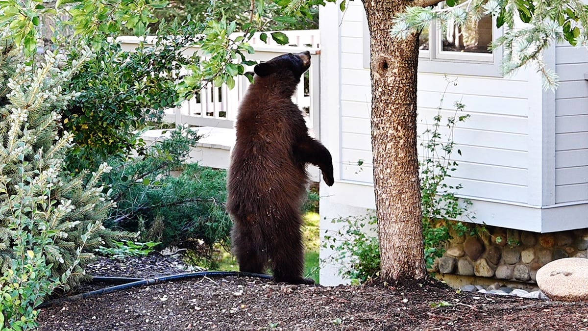lake tahoe black bears break into homes, costing owners thousands of dollars