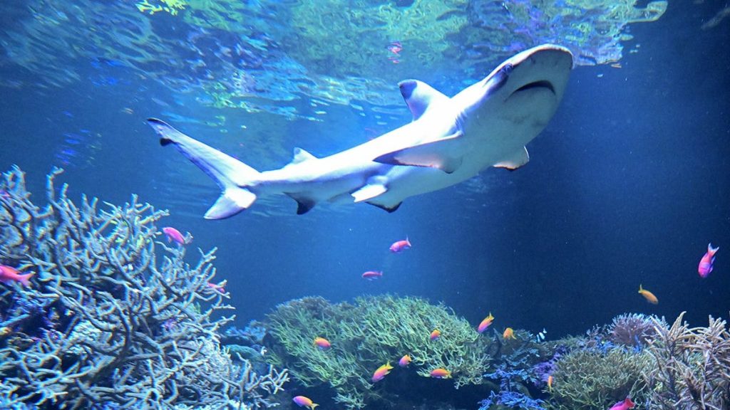 blacktip sharks expanding migration range to long island, study says