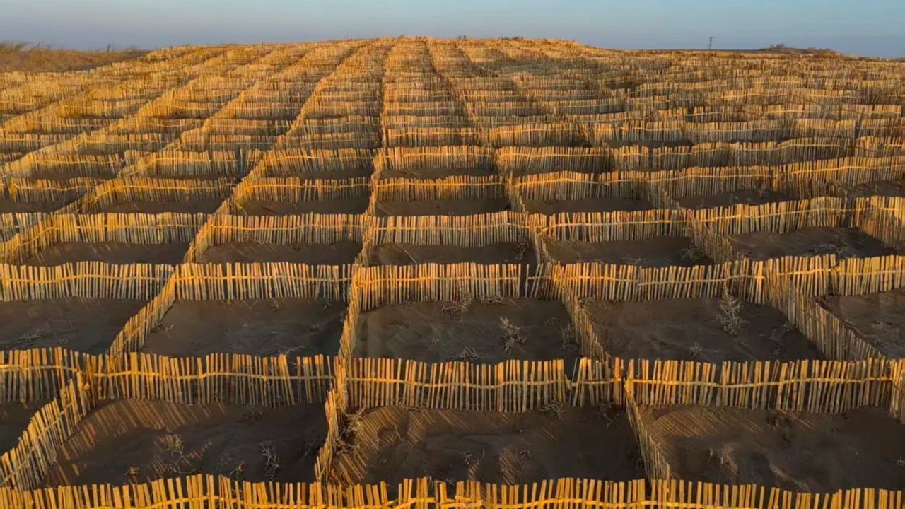 chinese scientists turn to bamboo to strengthen the great green wall