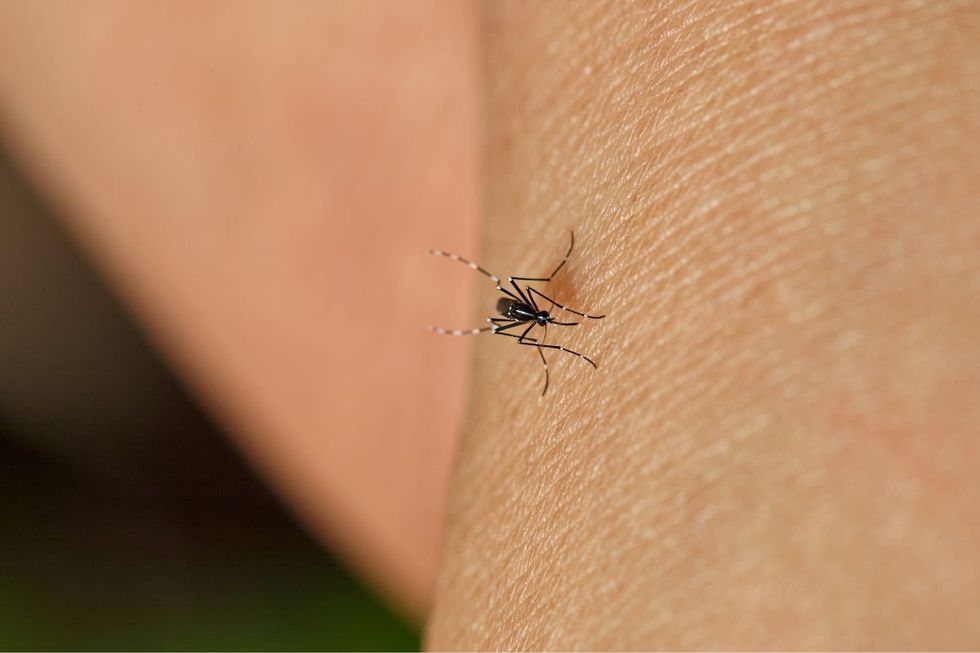 britons heading abroad warned over bites that could cause debilitating fever and pain