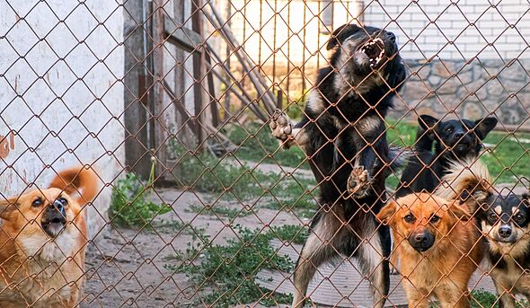 Dog expert settles debate on 3 ‘worst’ breeds for families – 1 ‘bites kids' dog expert settles debate on 3 ‘worst’ breeds for families – 1 ‘bites kids'
