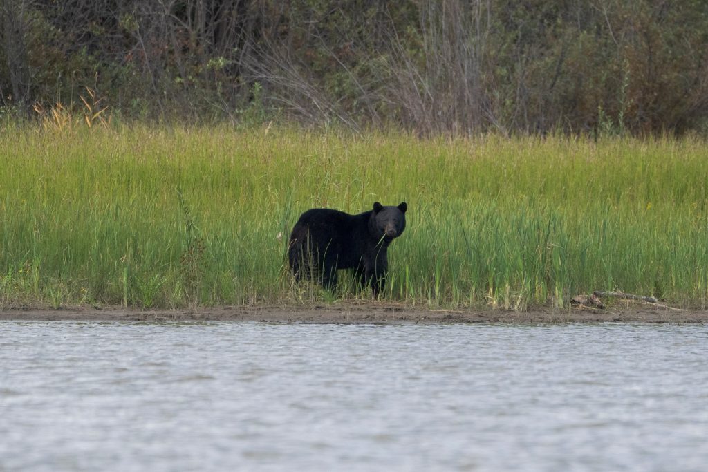 rcmp shot same bear that attacked three year old girl in b.c., officers confirm