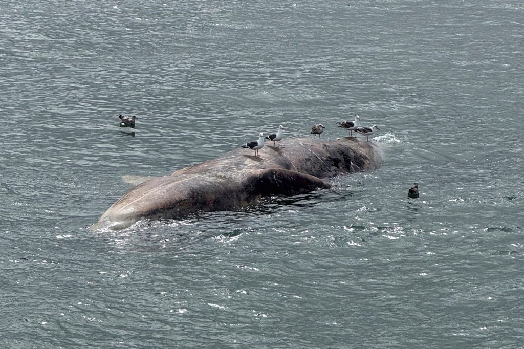 whales are dying at alarming rates this here: there are a few reasons why