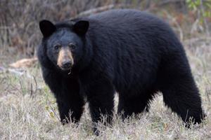 bear attacks three year old girl playing on deck outside home in maple ridge, b.c.