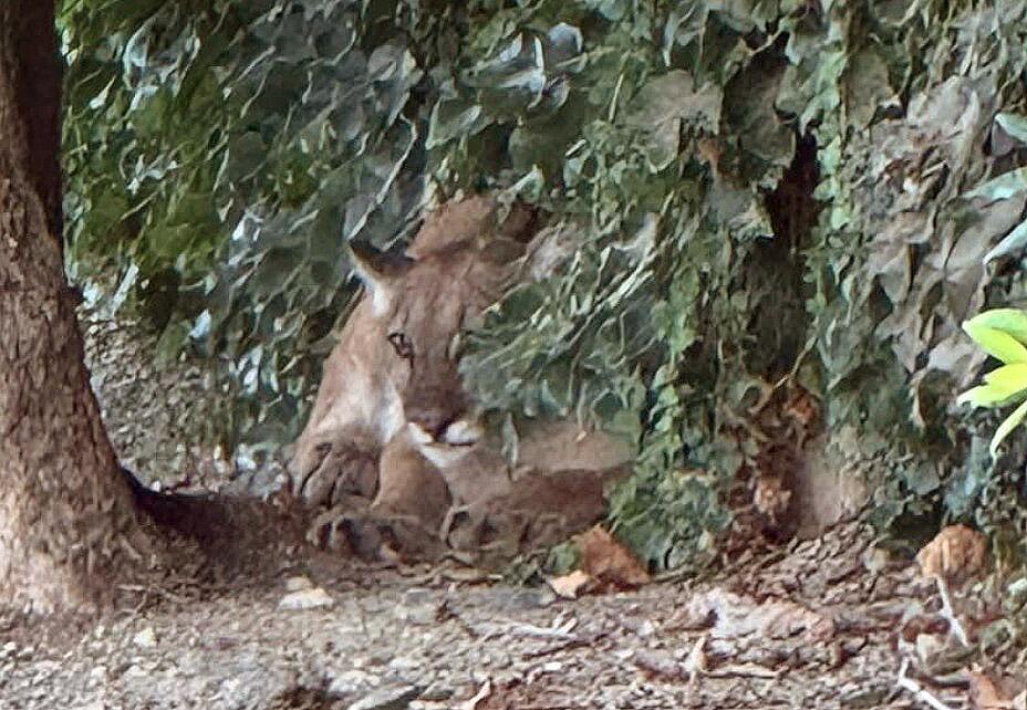 lounging mountain lion shuts down road in san dimas