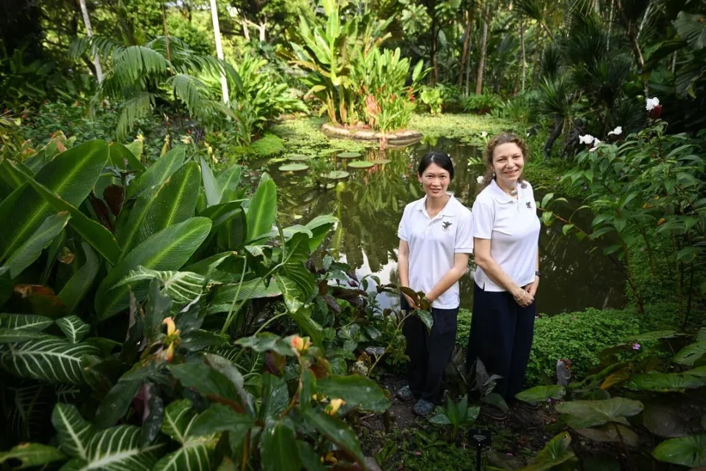 more than spice: why singapore’s ginger collection matters