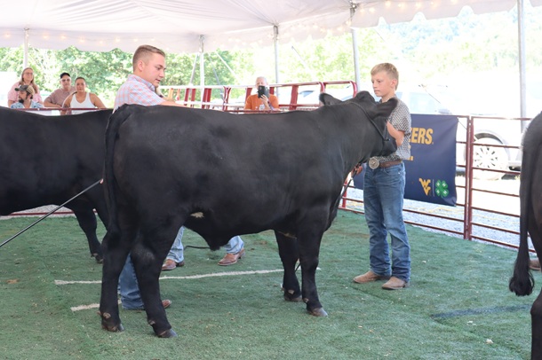 harrison county 4 h and ffa members to showcase livestock projects august 21 22