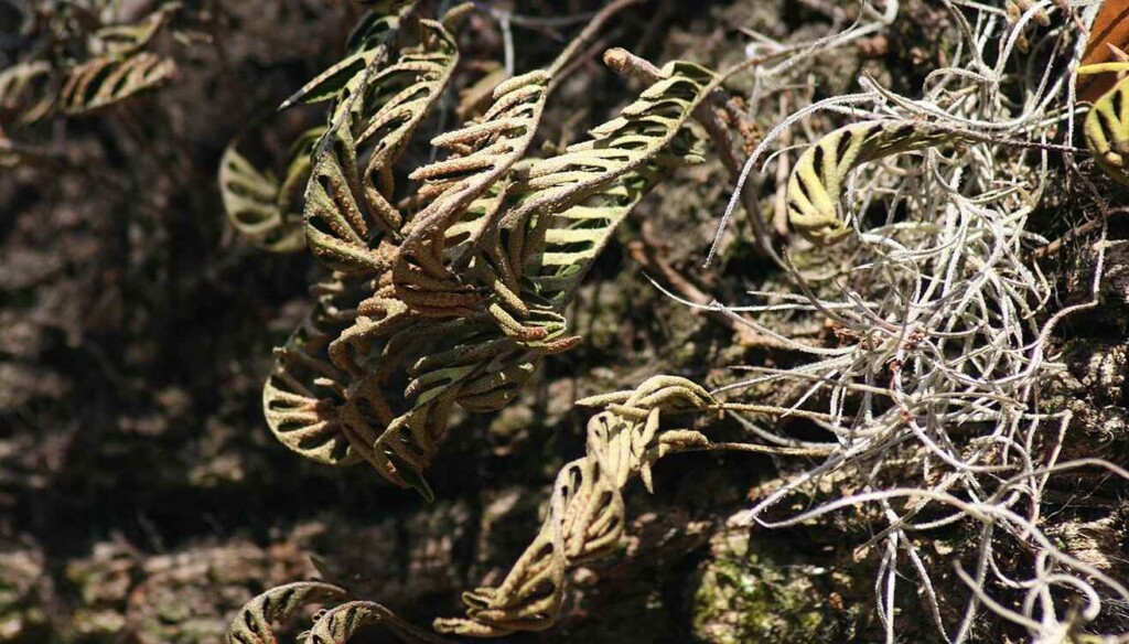 Resurrecting Plant Inspires ‘Fridge Free’ Vaccines That Could Save the Millions of Doses Wasted Annually resurrecting plant inspires ‘fridge free’ vaccines that could save the millions of doses wasted annually