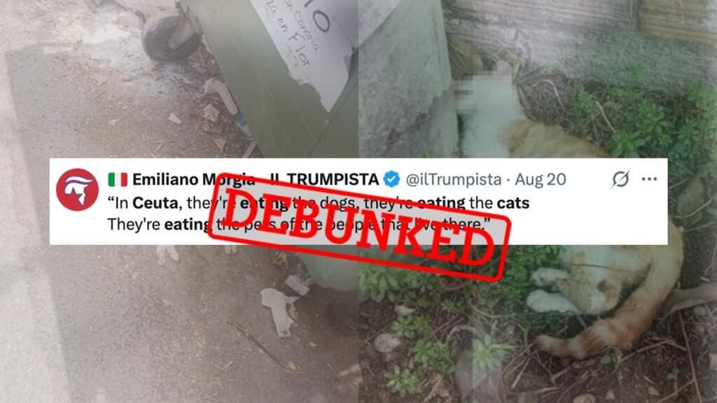'in ceuta, they are eating the cats': fake images and a persistent rumour