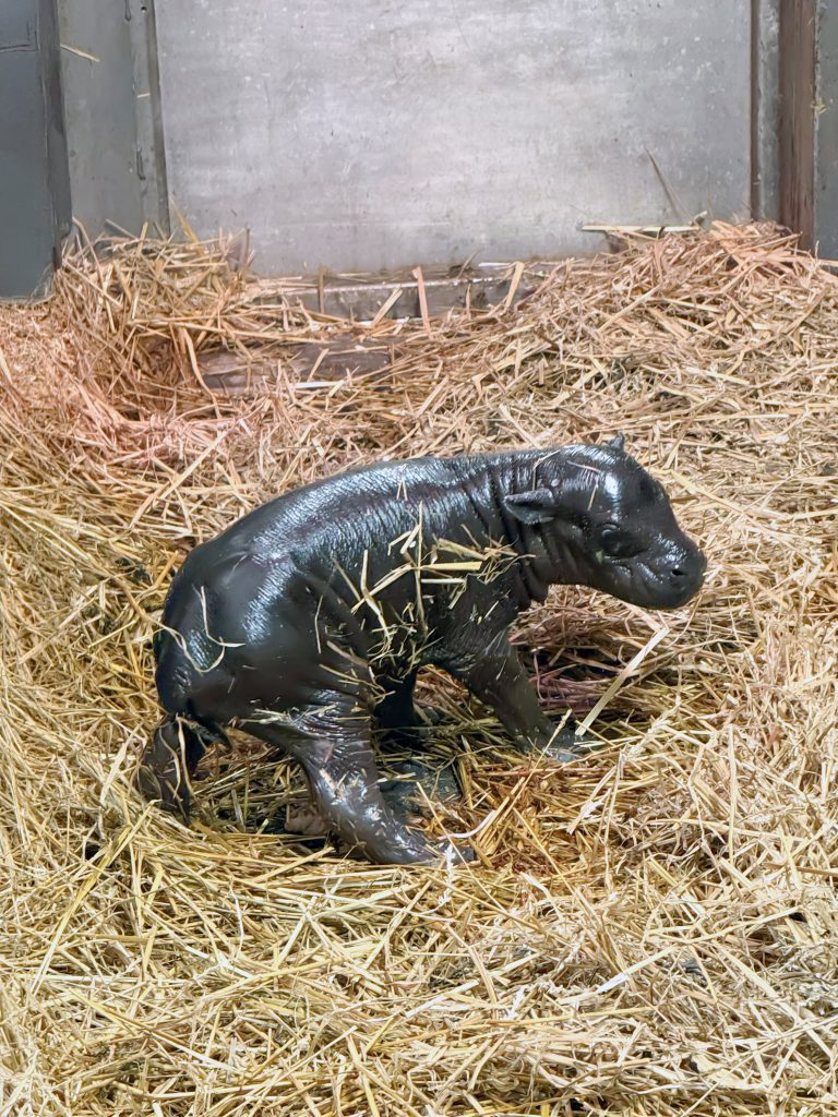 birth of pygmy hippo calf at toronto zoo brings hope and excitement