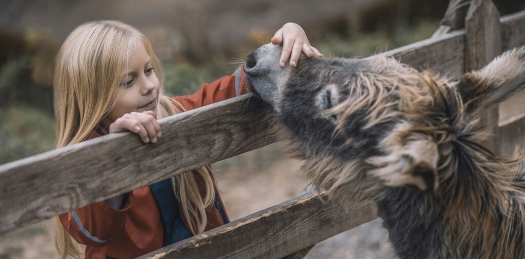 therapy donkeys prove such a balm of calm to psychiatric hospital that organizers look to expand