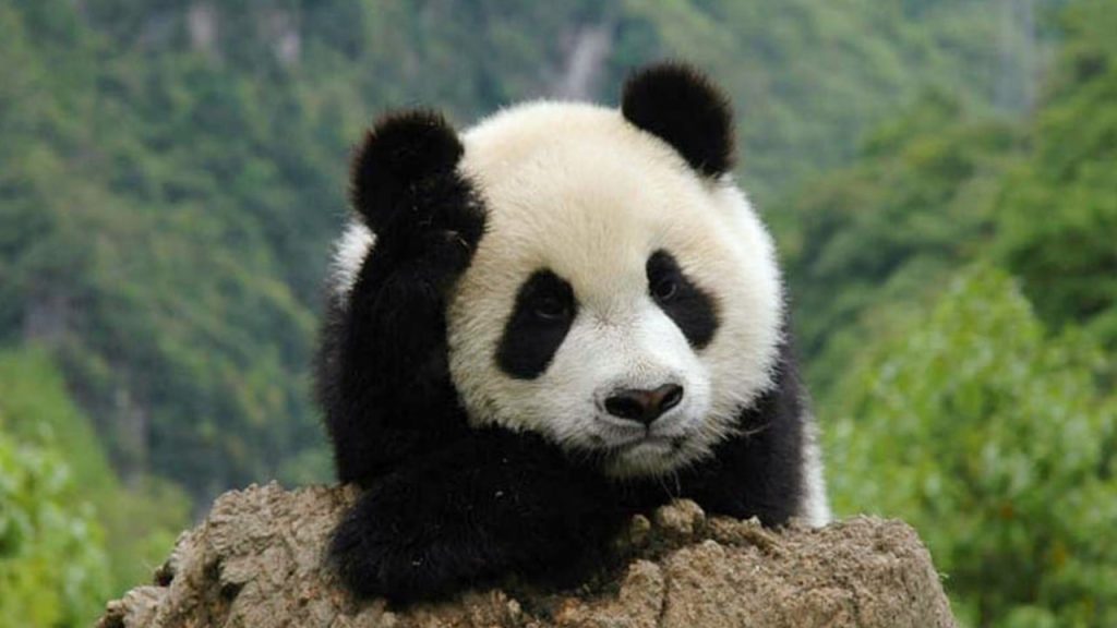 human wild animal clashes on the rise in china’s giant panda national park