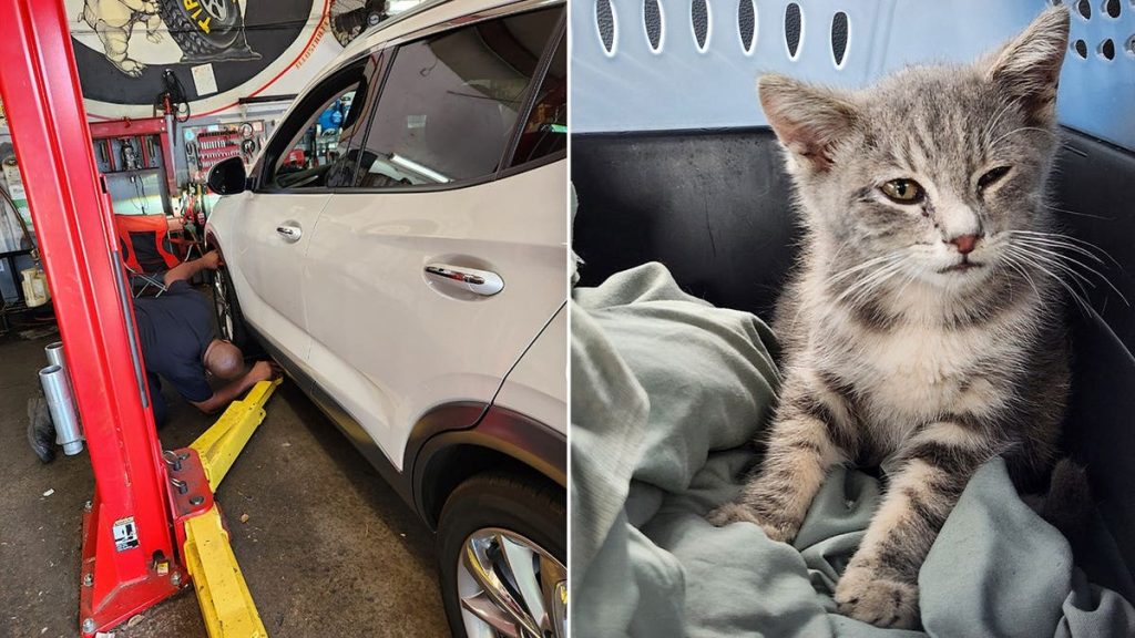 tiny kitten rode hundreds of miles trapped in car from new jersey to georgia