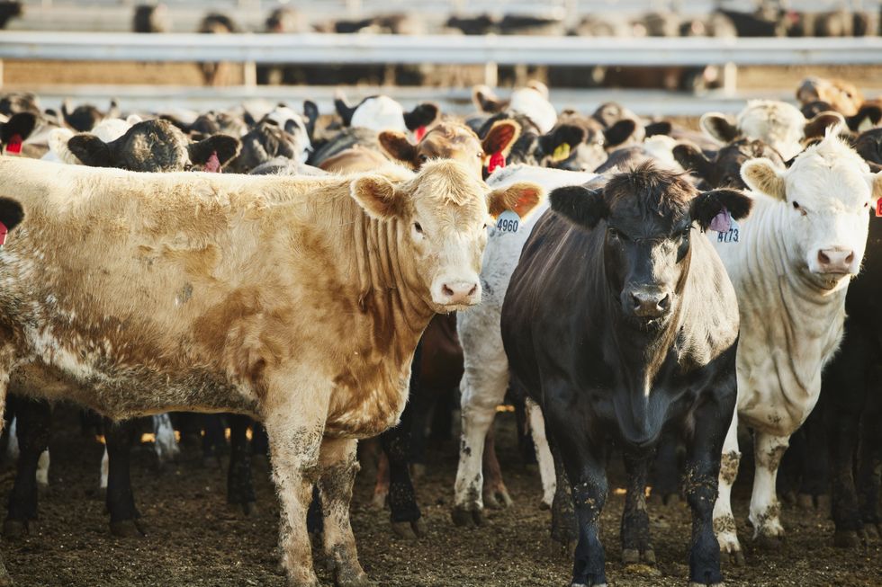 scotland confirms ‘mad cow disease’ case as farm placed under restrictions