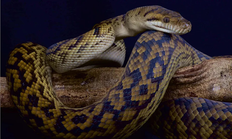 watch a woman pull 2 massive pythons out of a ceiling like it’s her job
