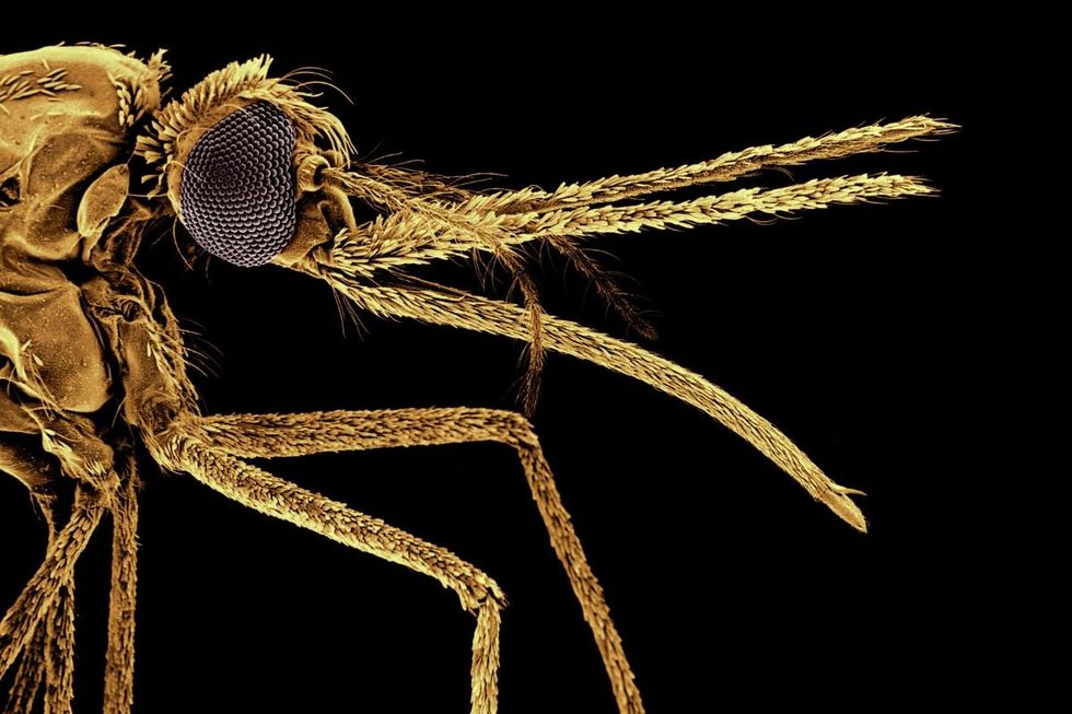 british scientists crack single dose malaria cure as resistance to current drugs soars