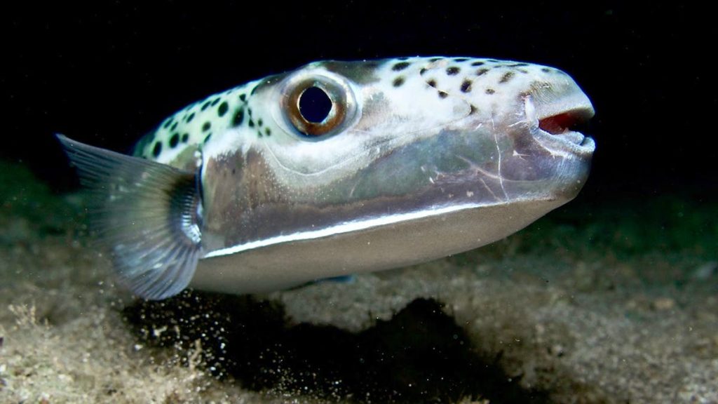 silver cheeked toadfish invades mediterranean with toxic bone crushing bite