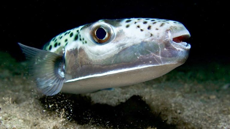 silver cheeked toadfish invades mediterranean with toxic bone crushing bite