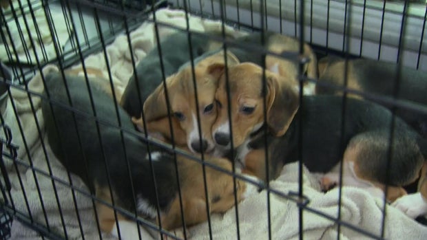 thousands of beagles bred for research get a new life as questions mount over federal oversight
