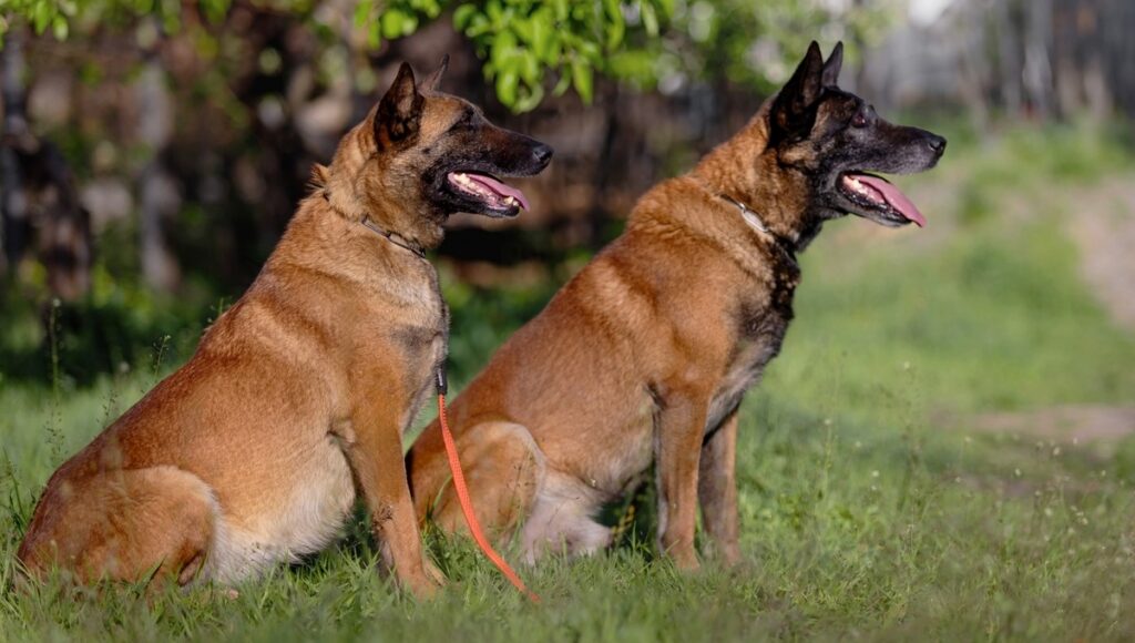 vets warning over spain’s dog trend « euro weekly news