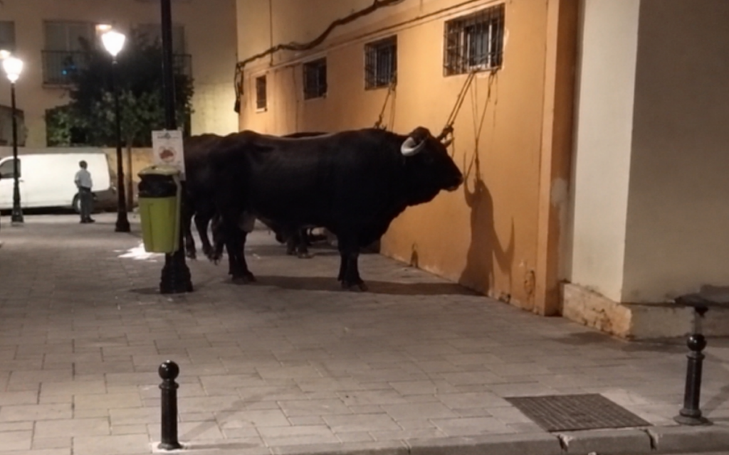 Tied-up bull in Fuengirola shocks locals « Euro Weekly News tied up bull in fuengirola shocks locals « euro weekly news