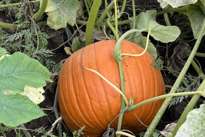pumpkin farms ‘at the mercy of mother nature’ after extreme weather in canada – national