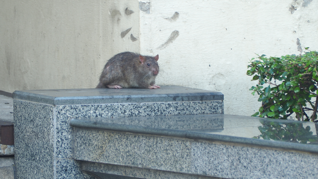 giant rats invade málaga’s beachfront as alarmed residents say ‘they’re entering our homes’ « euro weekly news