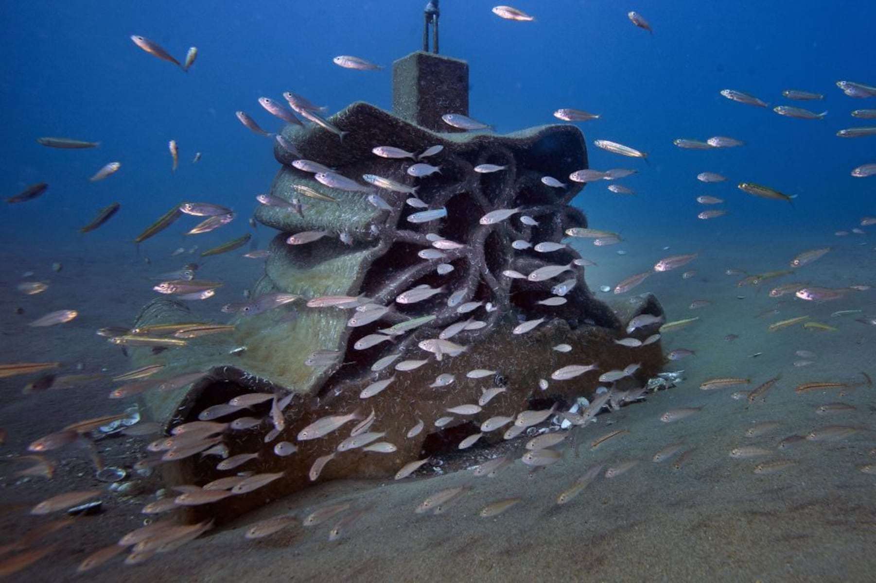 decommissioned natural gas rig creates two artificial reef sites off alabama coast