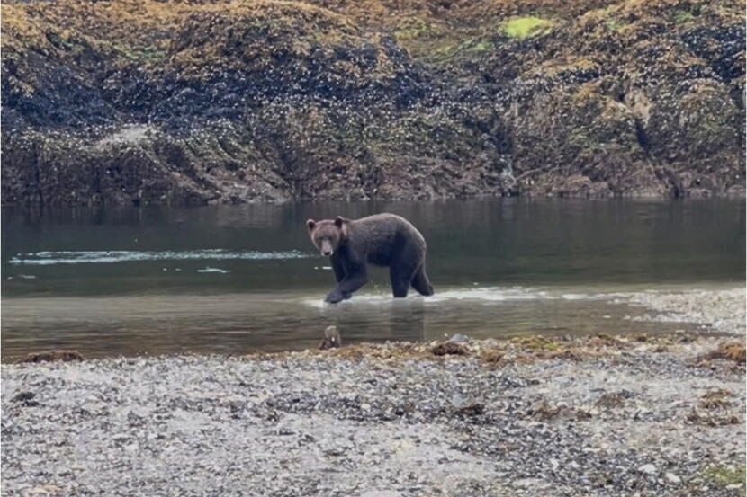 sitka brown bear drowned in july during state run research project