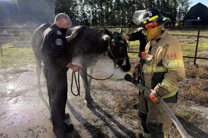 crews rescue ‘completely exhausted’ horse from mud pit in saskatchewan