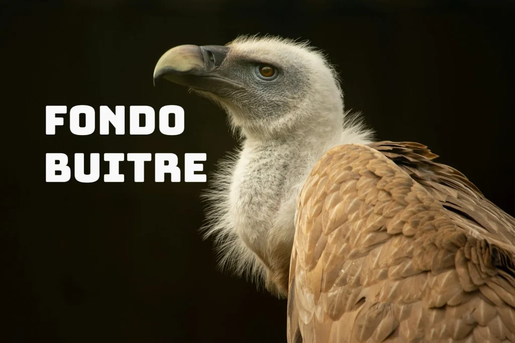 spanish words of the day: fondo buitre