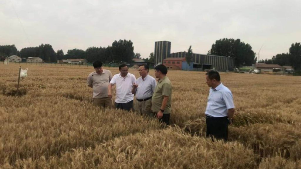 crop outputs grew up to 100% in china’s big agricultural experiment: scientists
