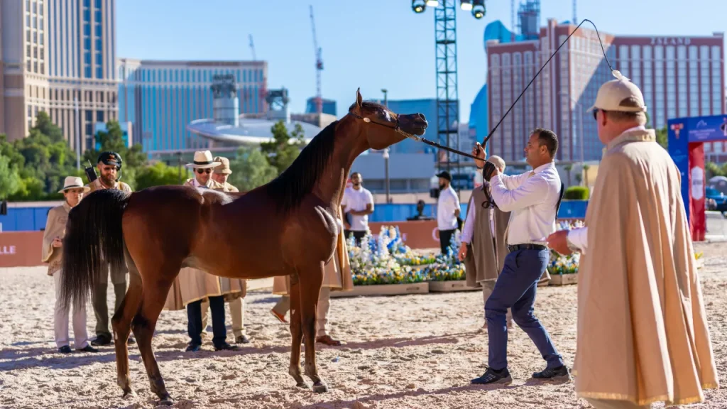 arabian horse stars battle for $2 million prize at vegas season finale