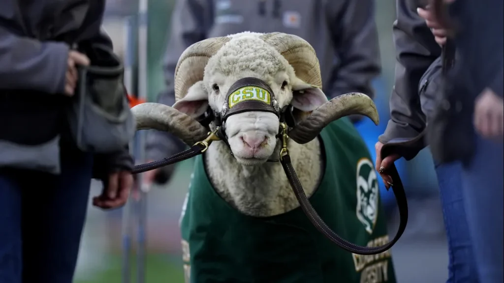 colorado state defensive coordinator leaves team mid game vs. oregon state, is officially fired afterward
