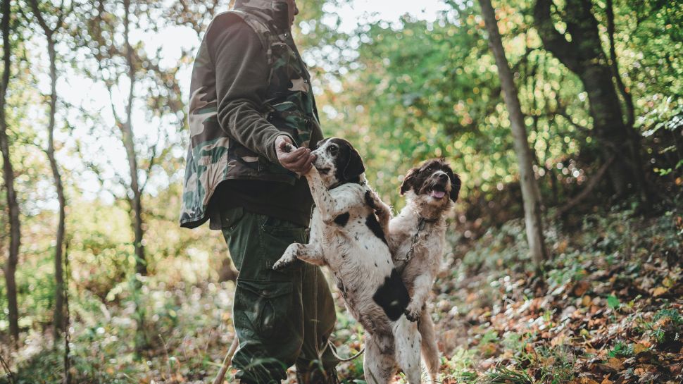 truffle hunting in tuscany, where the pigs have been replaced