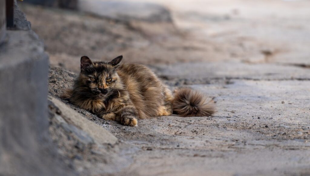 cat lovers in rincon de la victoria « euro weekly news